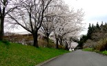 正門前の桜並木